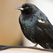 Tricolored Blackbird